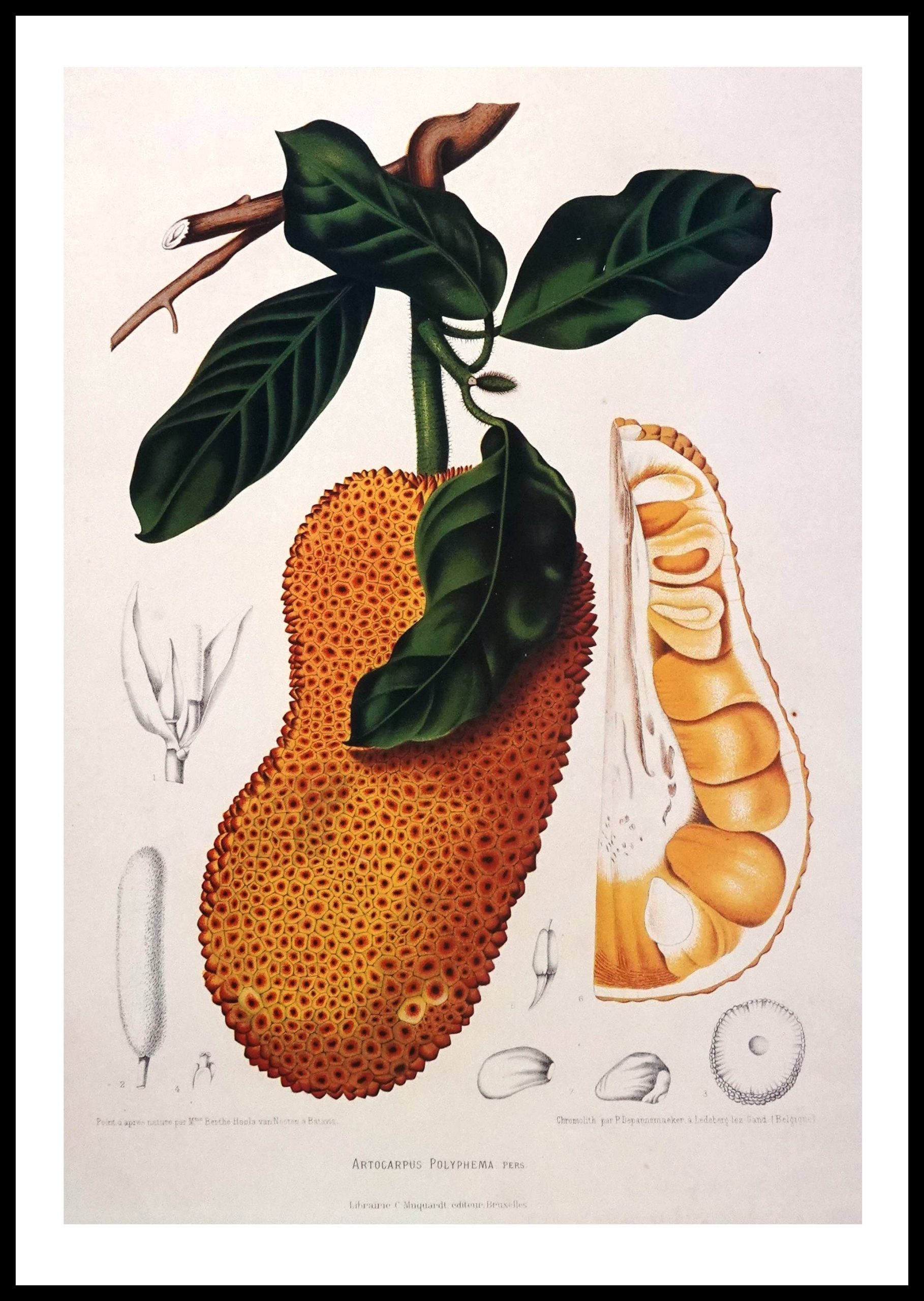 PTR BVN26 Jackfruit (Antique Prints)